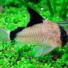 CORYDORA METAE - CORYDORA METAE - Imagen 2
