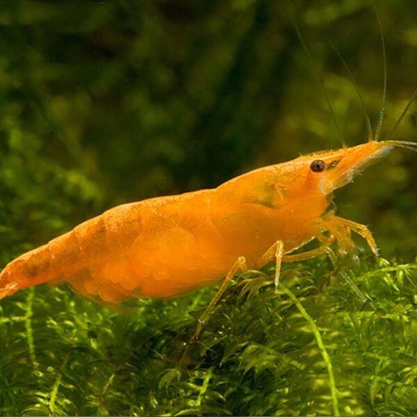 NEOCARIDINA NARANJA
