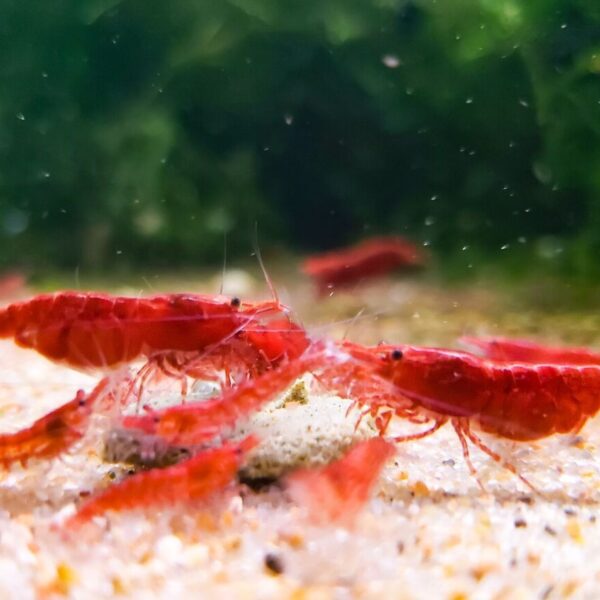 NEOCARIDINA ROJA