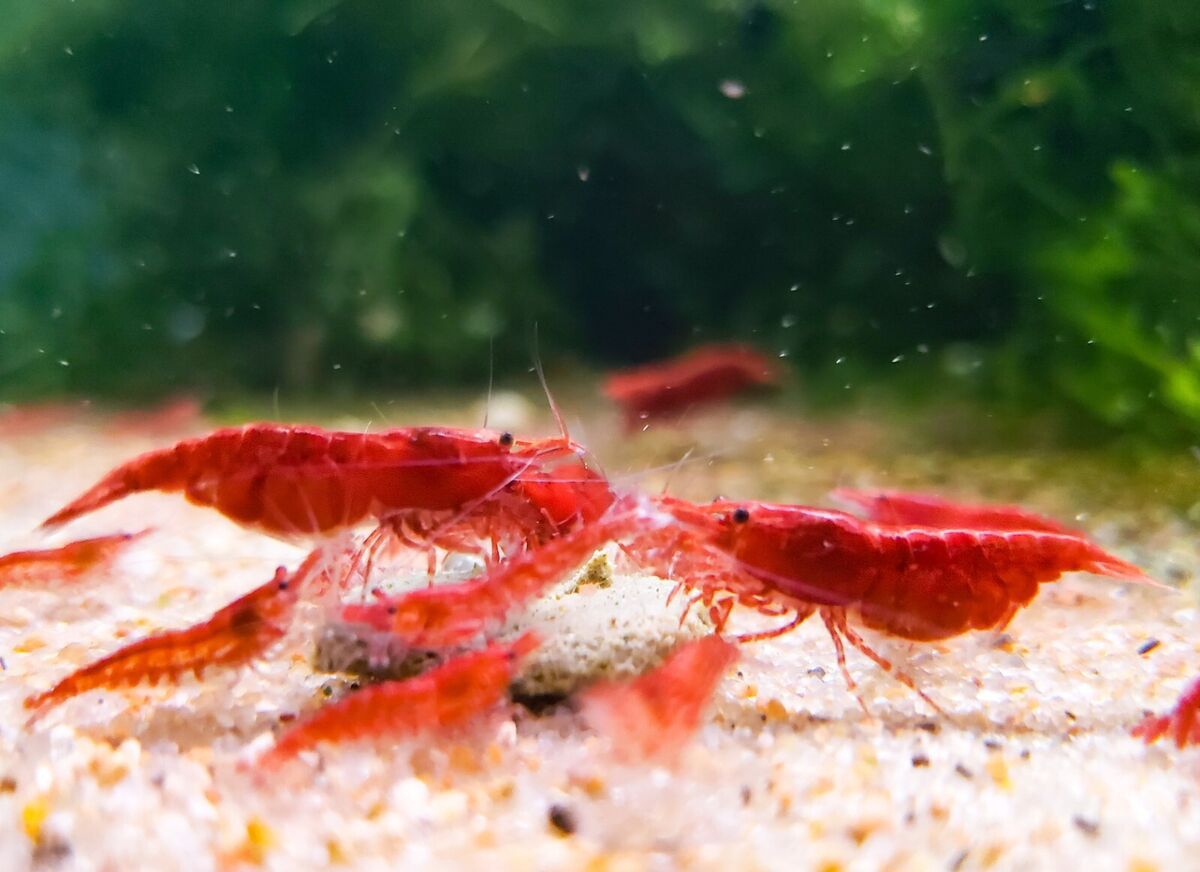 NEOCARIDINA ROJA