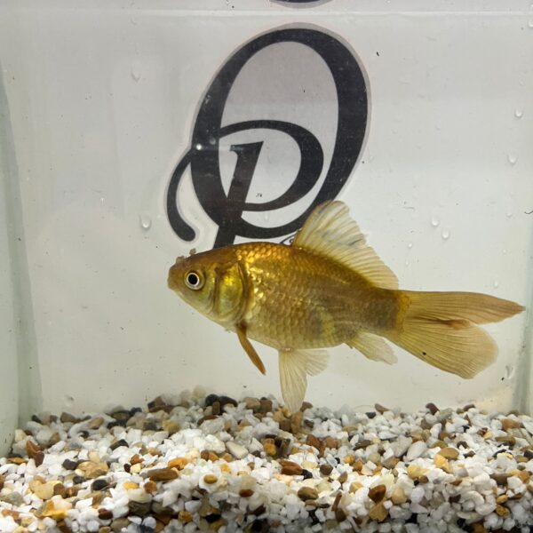 goldfish