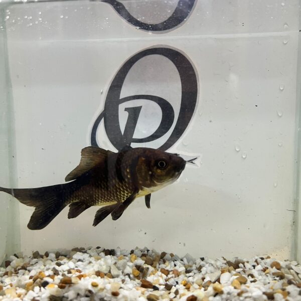 GOLDFISH BRONCE – CARASSIUS AURATUS - Imagen 2