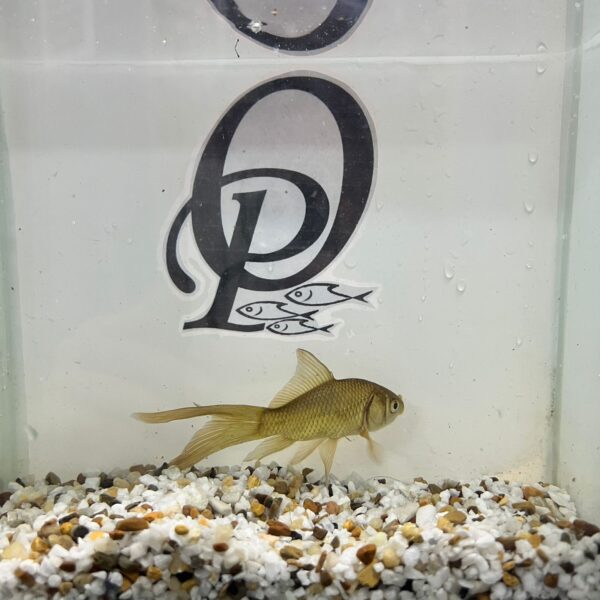 GOLDFISH BRONCE – CARASSIUS AURATUS - Imagen 3