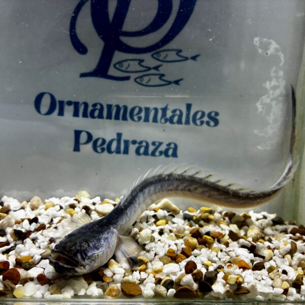 DRAGÓN CHINO - GOBIOIDES PERUANUS
