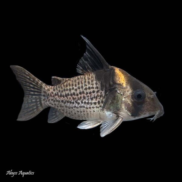 CORYDORA MELANISTUS– CORYDORA MELANISTUS - Imagen 2