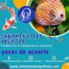 CUCHA HYPOSTOMO - HYPOSTOMUS NICEFOROI - Imagen 2