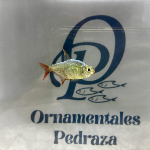 Tetra colombiano • Hyphessobrycon columbianus