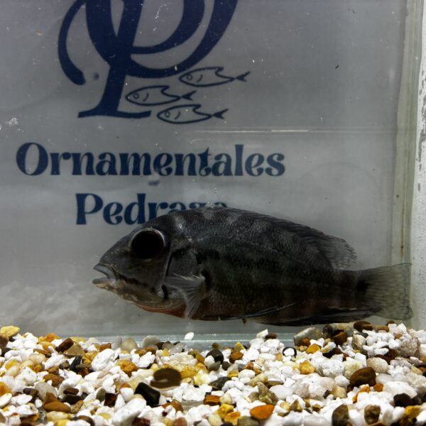 MOJARRA LORA - HOPLARCHUS PSITTACUS