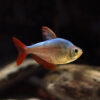 TETRA