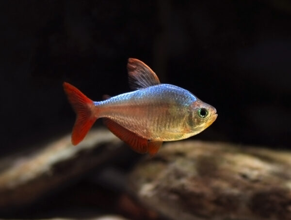 TETRA