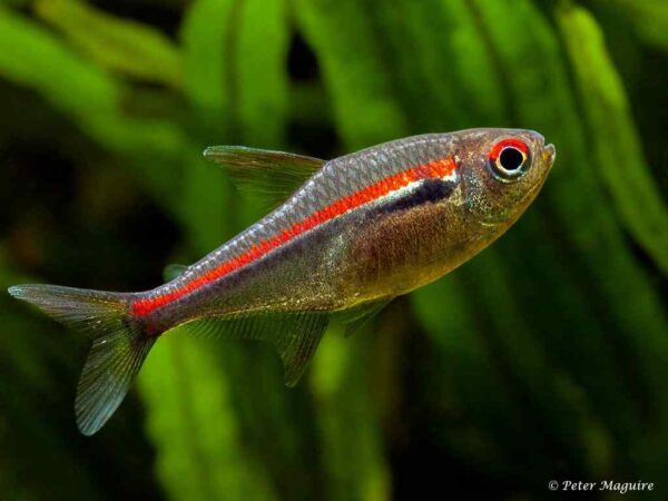tetra