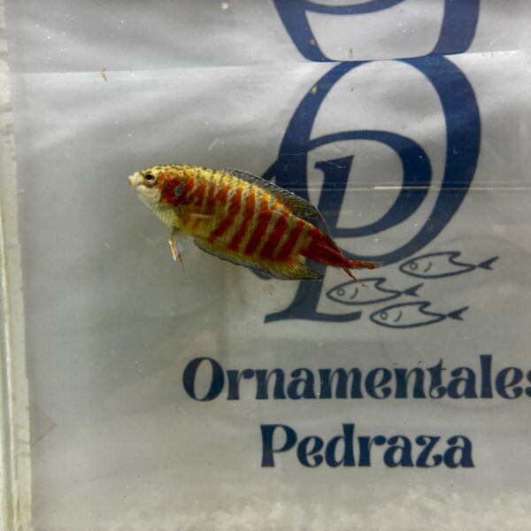 GURAMI PARAISO - MACROPODUS OPERCULARIS