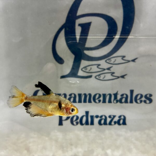 TETRA LLAMA - HYPHESSOBRYCON EQUES