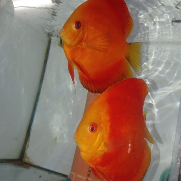 DISCO RED GOLDEN DIAMOND - SYMPHYSODON SP