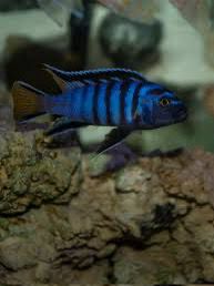 CICLIDO DAMAZONI - PSEUDOTROPHEUS DEMASONI