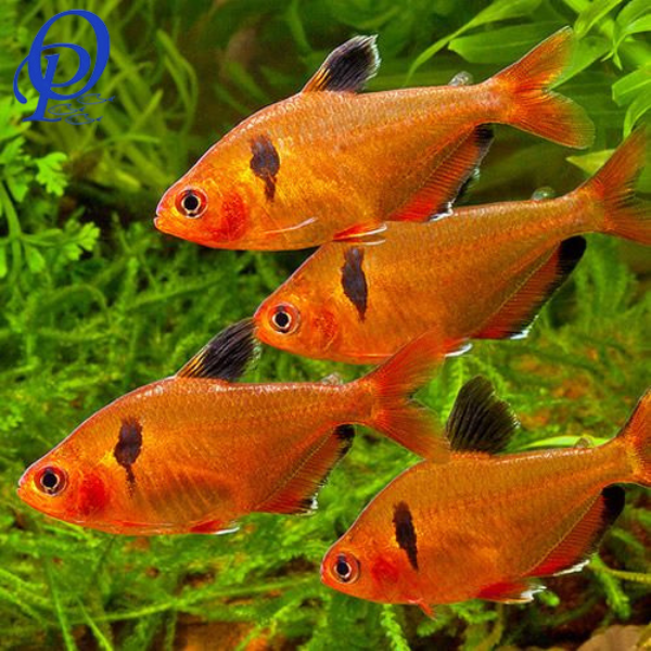 TETRA LLAMA - HYPHESSOBRYCON EQUES