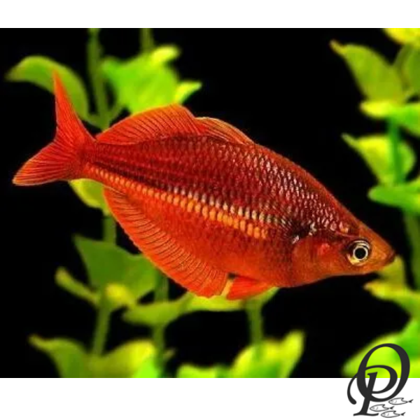 MELANOTAENIA ROJA