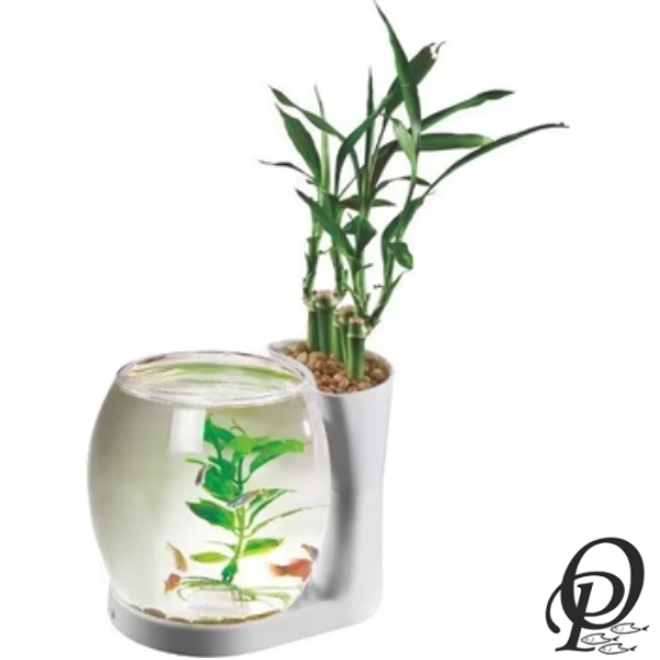 Nature World Singletank – Acuario Individual para Exhibición Natural y Compacta